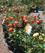 dscf0057