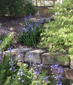 jap-maple-and-wall