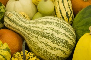fall vegetable gardens - gourds