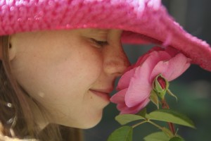 fragrant rose bush