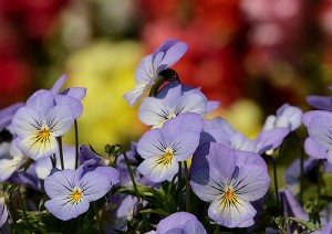 Pansy