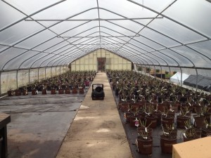 Roses in the Greenhouse at Autumn Hill Nursery's Rose Sale Roses in the Greenhouse at Autumn Hill Nursery's Rose Sale