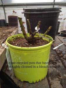Potting Roses in Recycled Containers at Autumn Hill Nursery's Rose Sale Potting Roses in Recycled Containers at Autumn Hill Nursery's Rose Sale