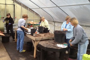 Potting Roses for the Rose Sale at Autumn Hill Nursery Potting Roses for the Rose Sale at Autumn Hill Nursery