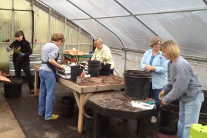 Potting Roses for the Rose Sale at Autumn Hill Nursery