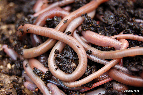 Organic Fertilizer Img