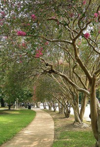 Crepe Myrtle Pruning Img