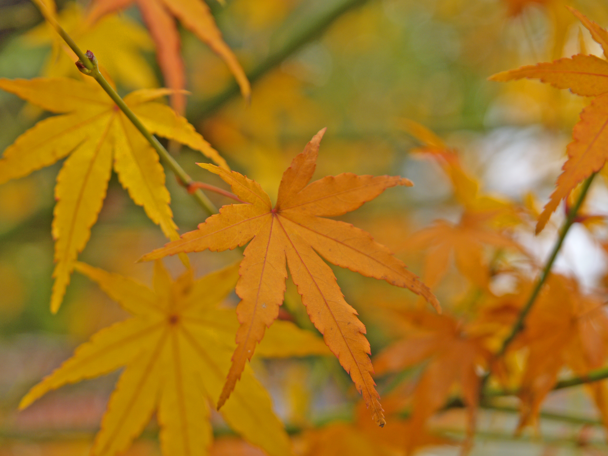 The Lure of Japanese Maples