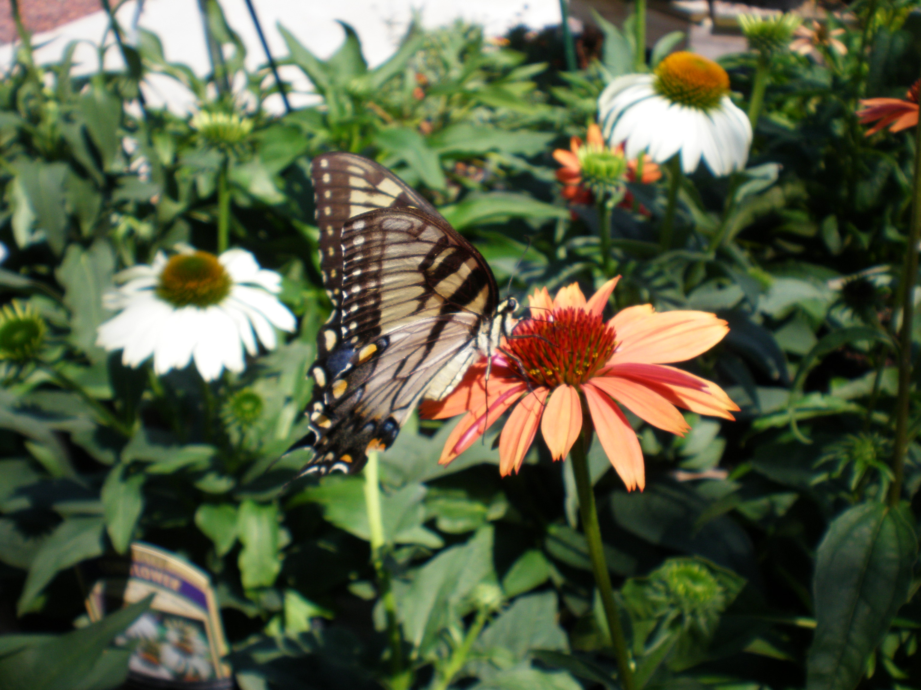 Butterfly Garden Img