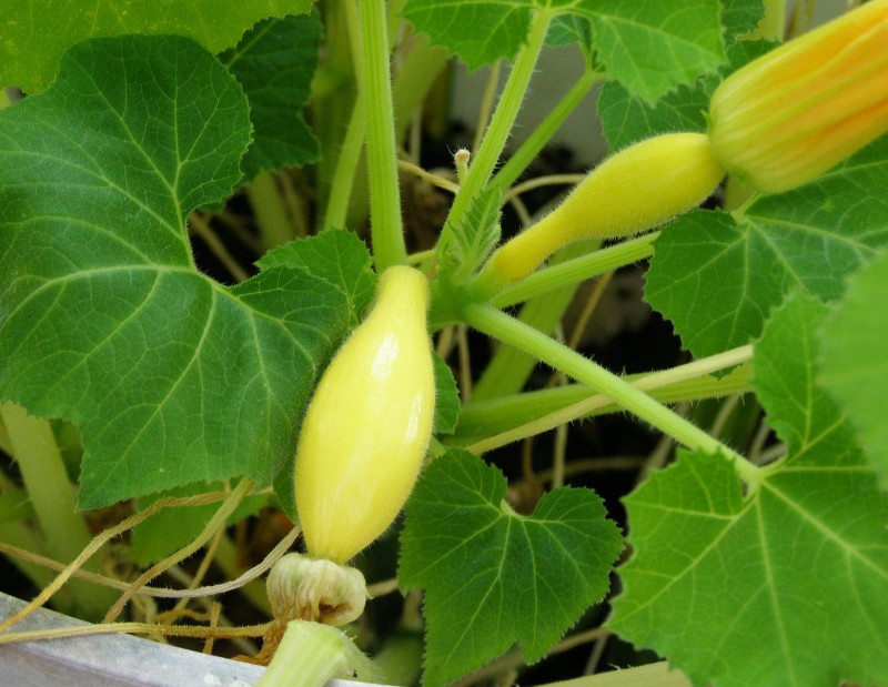Organic Squash Img