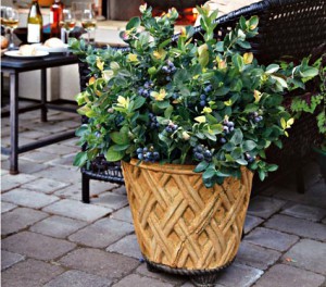 Dwarf Blueberry Img