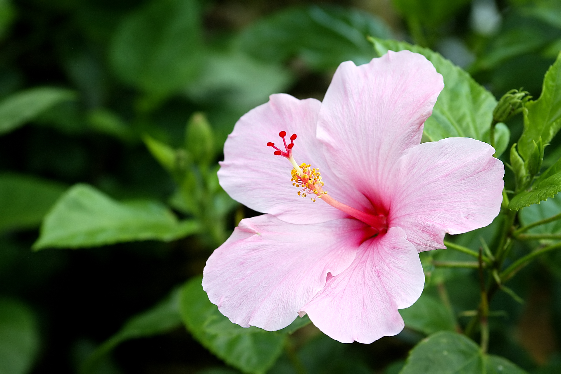 hibiscus img tropical plant