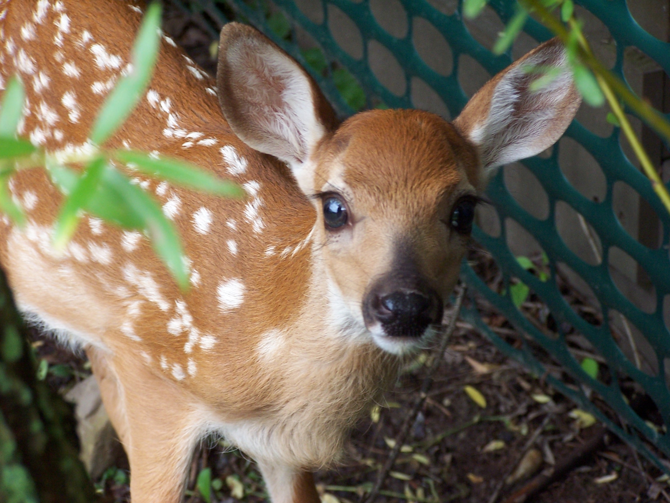 Deer Resistant Plants