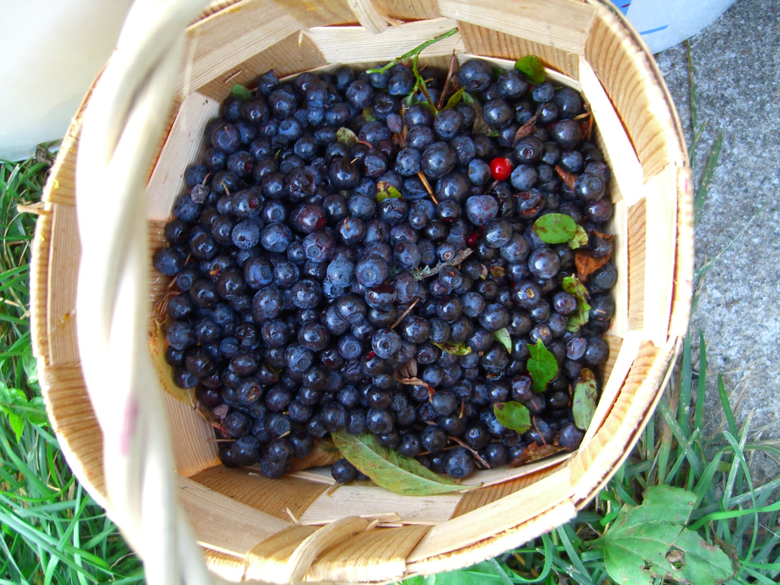 Grow Blueberries