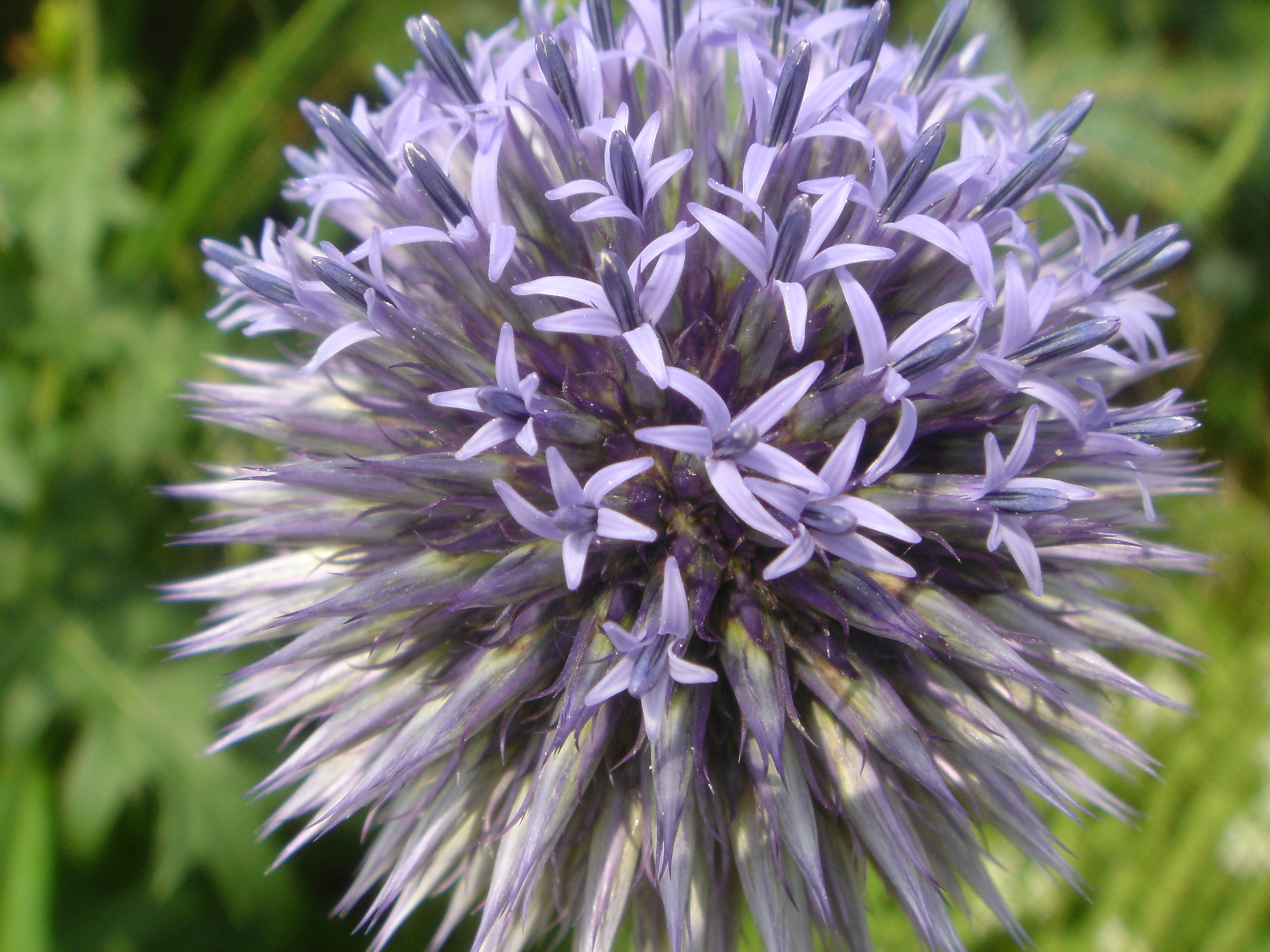 Purple Flower