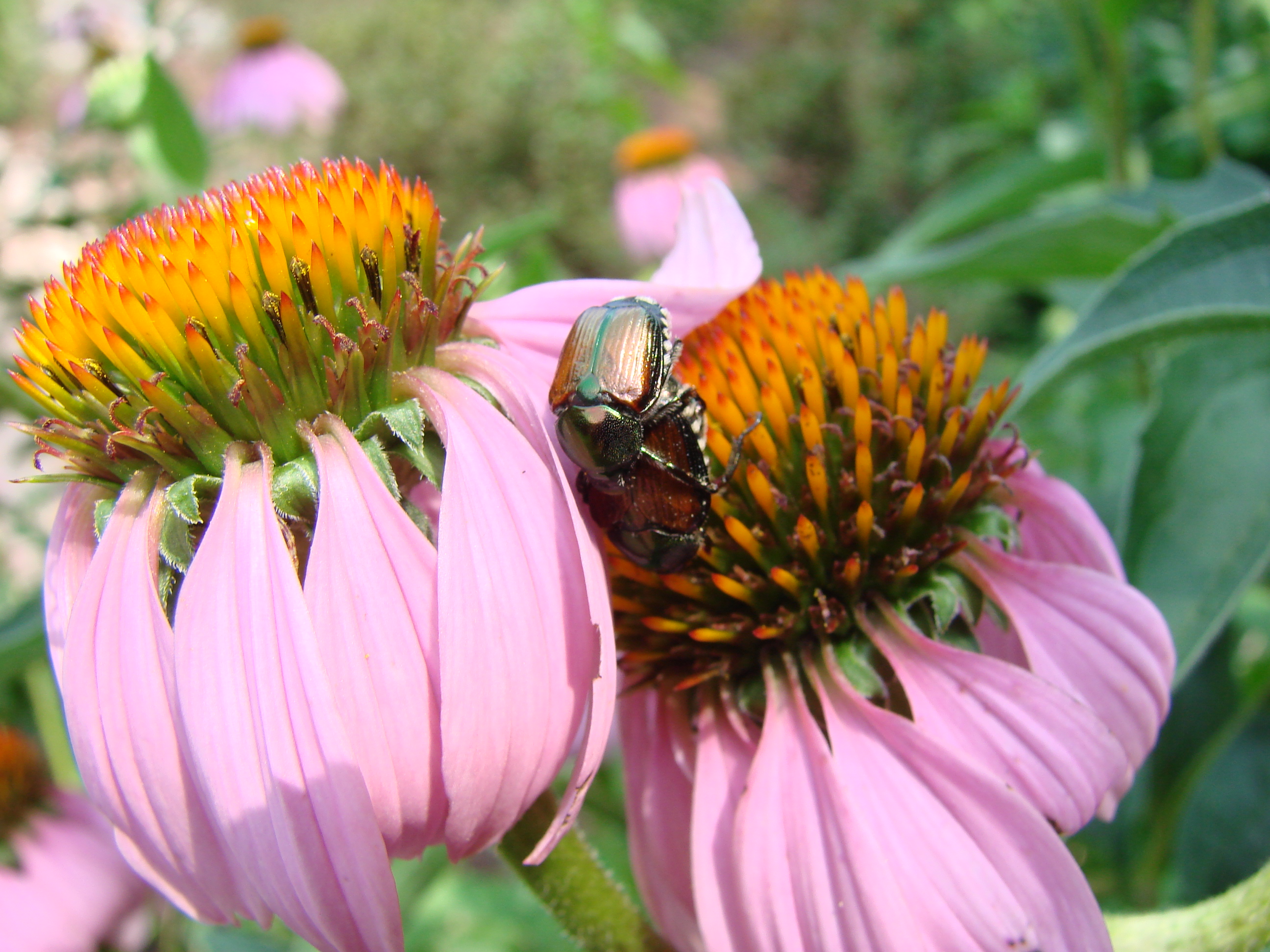 Japanese Beetle Img