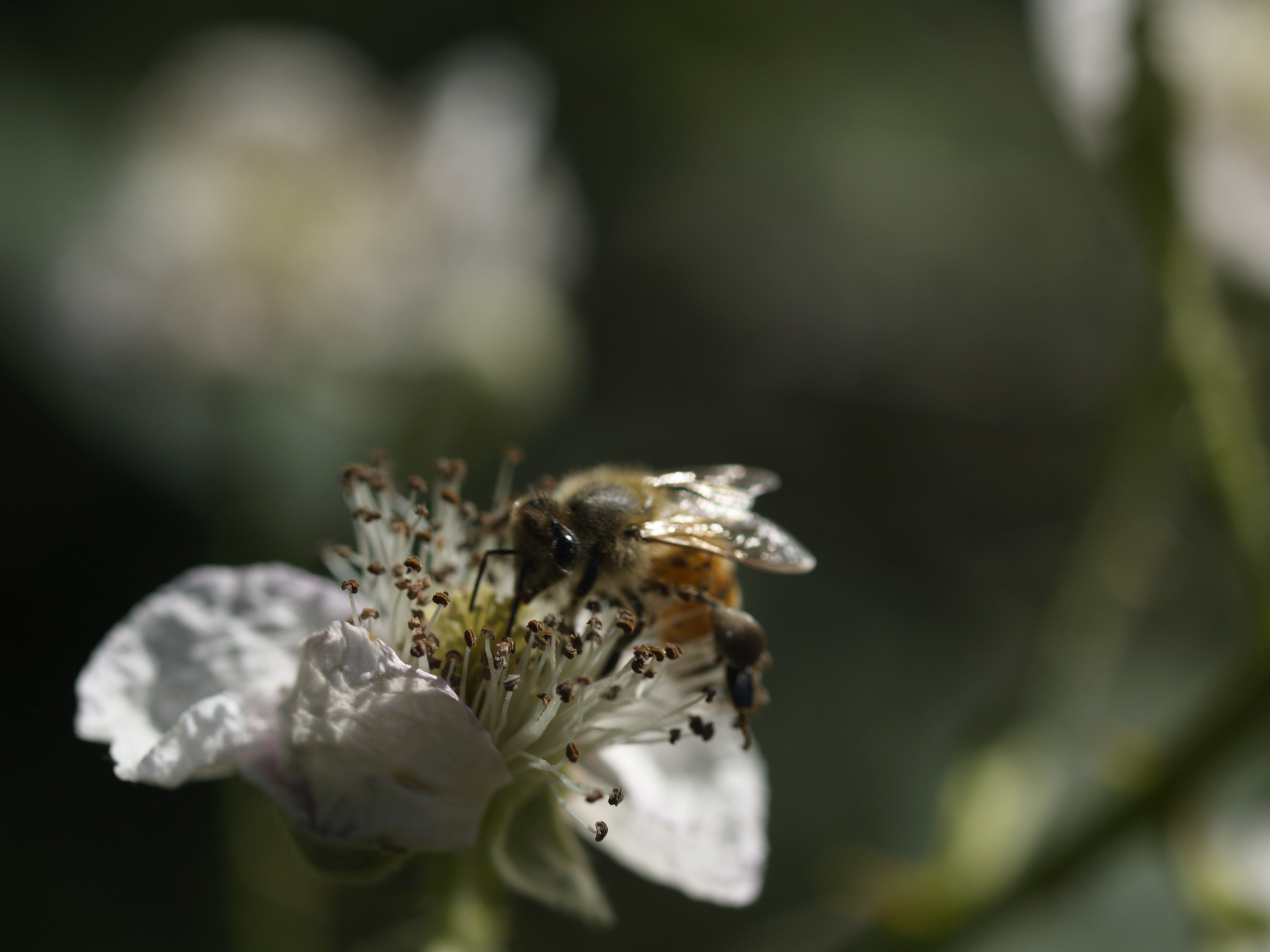 Attract Bees to Your Garden