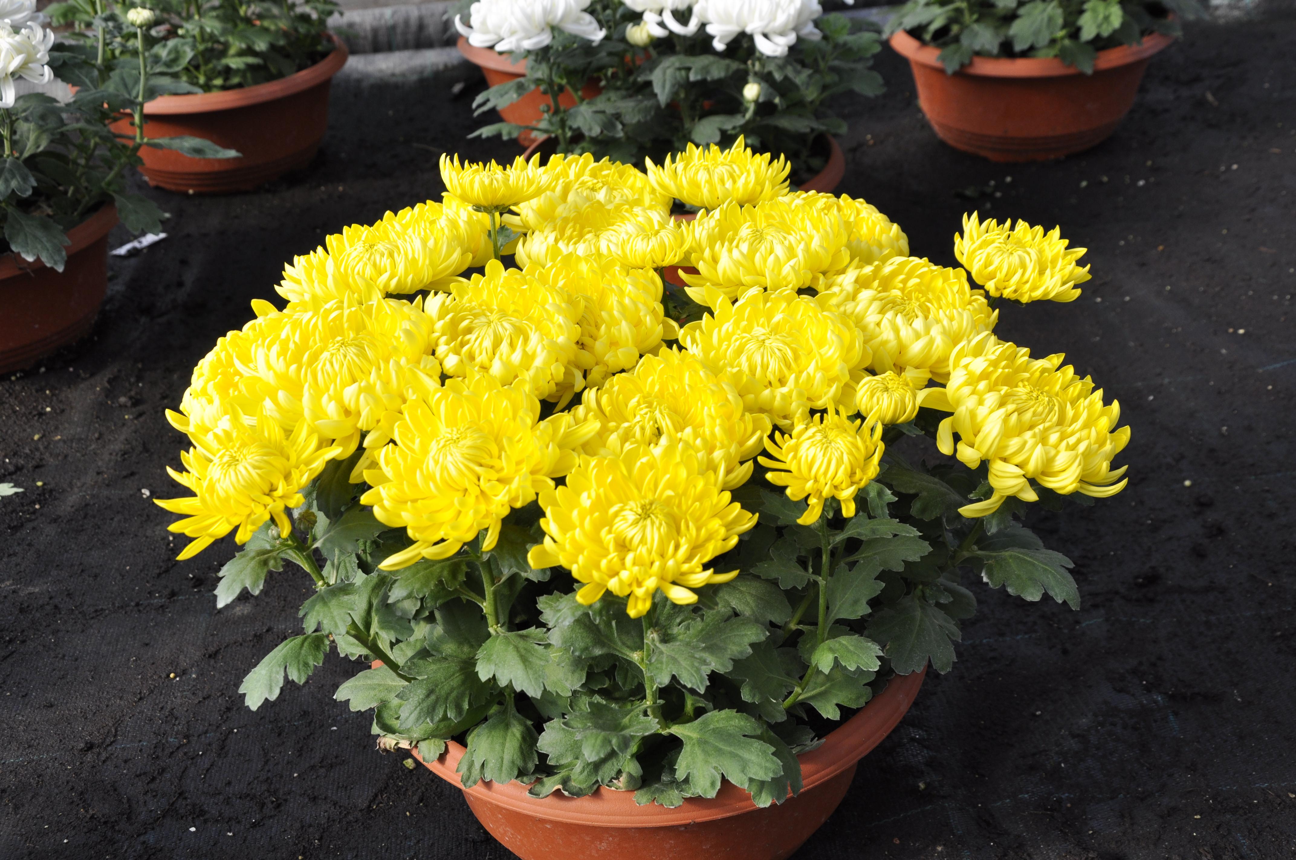 Fall Mums