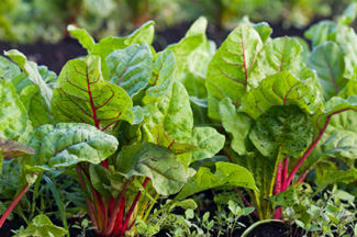 Fall Vegetables