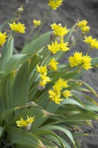Tips for Planting Bulbs