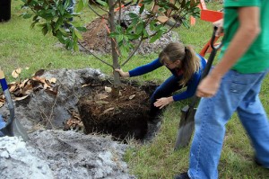 Transplanting a Magnolia Tree