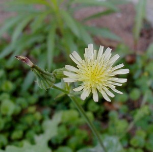 Weeds