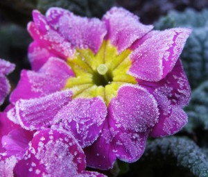 Frosted Flower