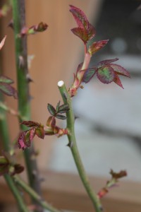 Pruned Rose