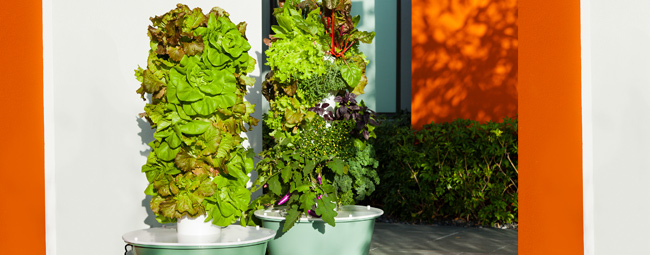 Tower Gardens