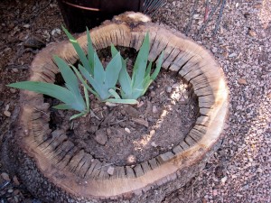 shoots in tree stump planter
