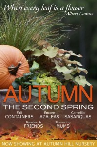autumn flowers and plants