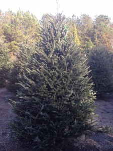 autumn hill christmas trees