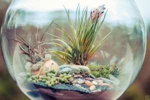 diy terrarium - autumn hill nursery