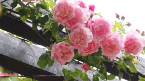 hanging pink roses