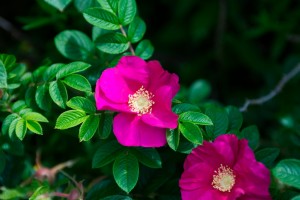 rugosa rose bush