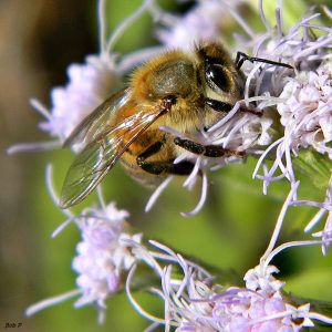 bee pollinating flower