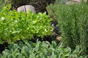 rosemary in the garden