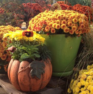 Show Off Bold Seasonal Color pumpkins