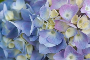 pink and blue hydrangeas