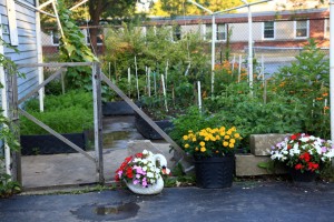 container vegetable garden