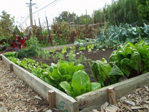 community vegetable garden