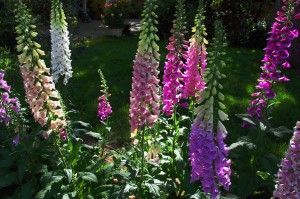 Pick a Color Scheme and Stick to It red, purple, and pink foxglove