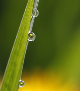 dew on blade of grass