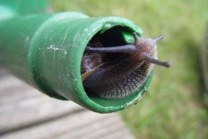 Are You King of the Watering Can? snail in watering can spout