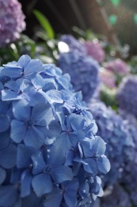 blue hydrangeas