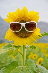 sunflower wearing sunglasses