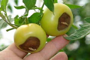 rotten green tomatoes
