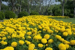 Plant Marigolds for Fall Color yellow marigold blooms