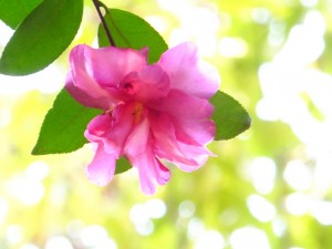 sasanqua camillia