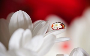 flower and dew